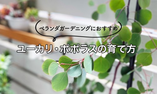 鱼石脂软膏对散粒肿有效果吗-鱼石脂治疗麦粒肿效果网 - 网站提供鱼石脂软膏治疗麦粒肿么小常识、鱼石脂可以治疗麦粒肿吗
